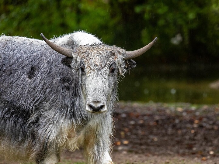 Ein Yak steht auf der Außenanlage und schaut in die Kamera