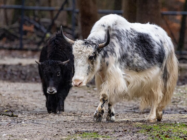 Zwei Yaks gehen auf der Außenanlage