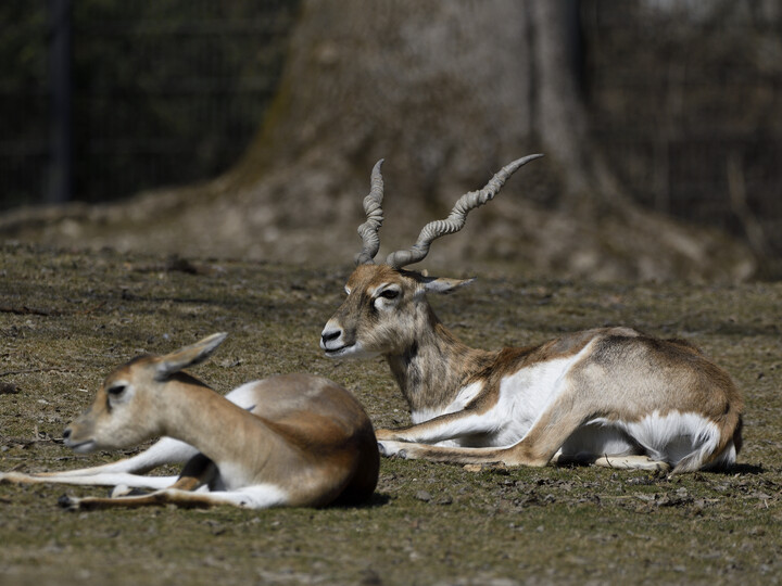 2022-03-25_hirschziegenantilope_gemma_borrell_23