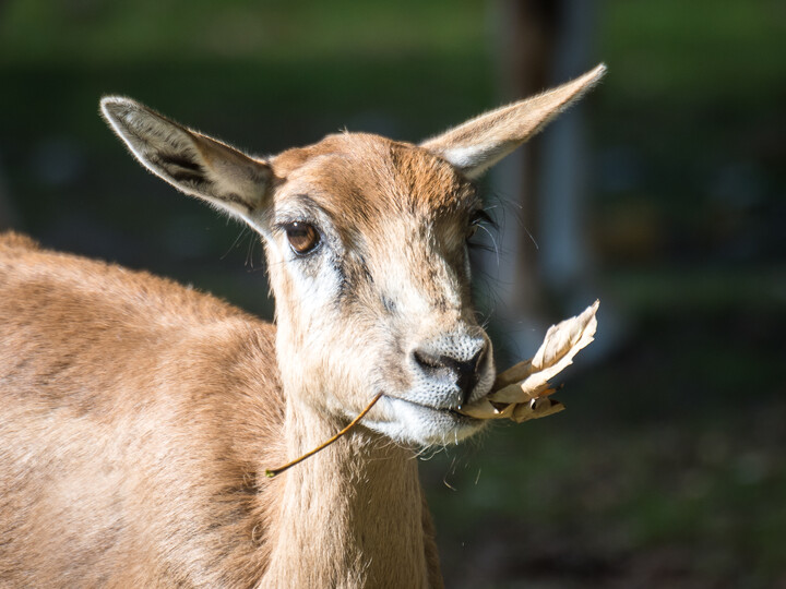 Hirschziegenantilope_Hellabrunn_2018_Daniela Hierl