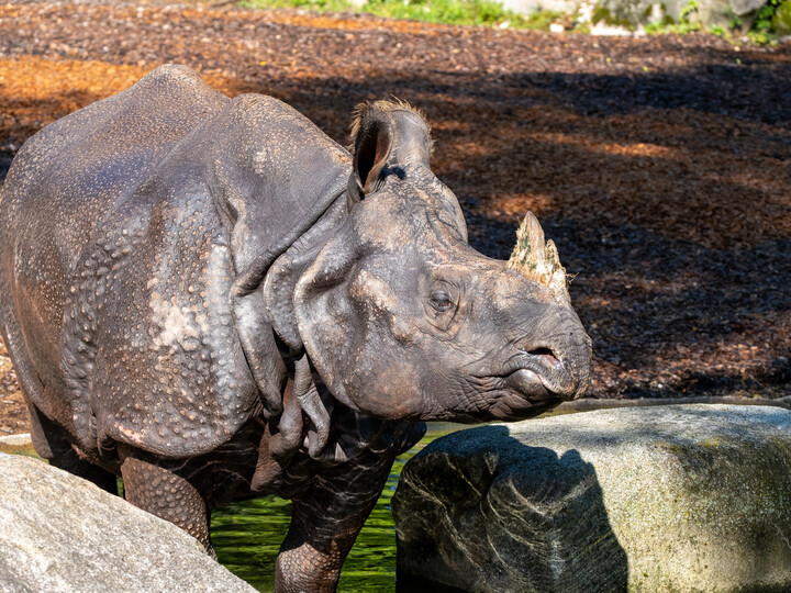 2023-02-10_indisches_panzernashorn_christian_roussaint (332)