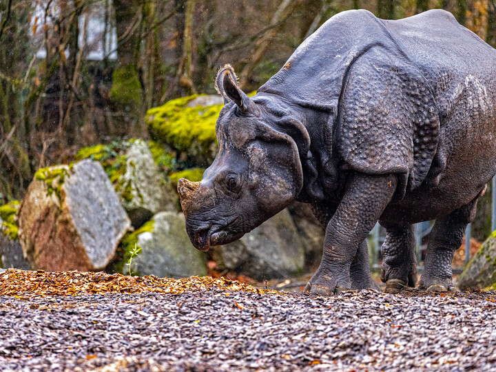 2023-12-14_Indisches-Panzernashorn_Maria-Fencik (50)