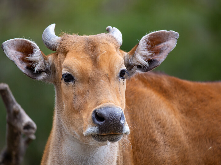 20210319_Banteng_DennisEckert_Hellabrunn