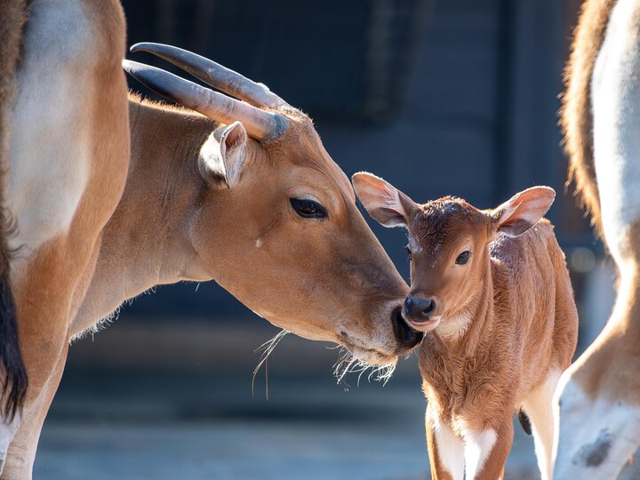 2026-03-13_Java-Banteng_Daniela_Hierl