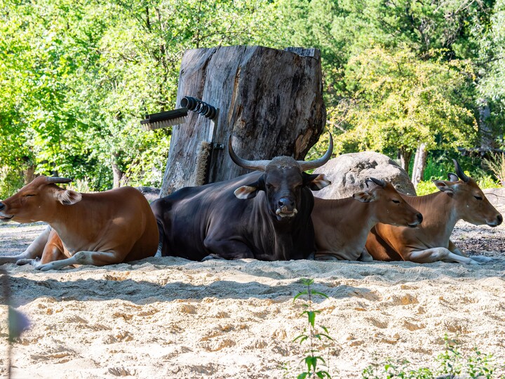 2026-07-29_Java-Banteng_Daniela-Hierl