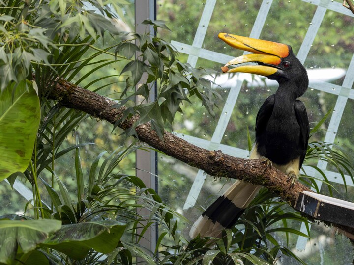2026-08-07_Java-Rhinozeroshornvogel-7_Julien-Huber