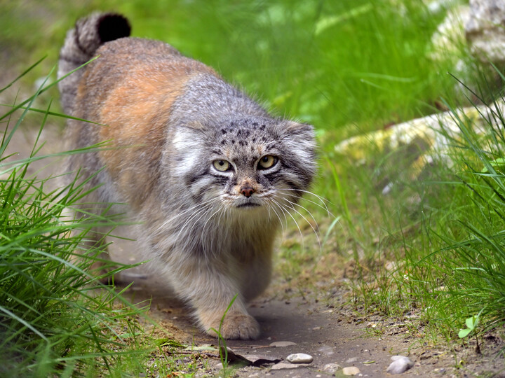 Manul