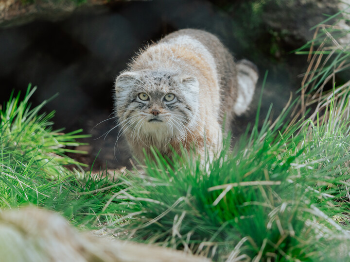 Manul