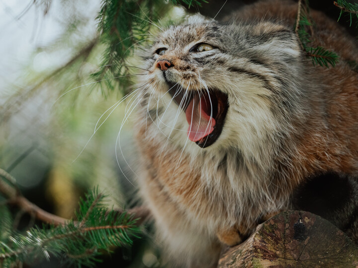 Manul