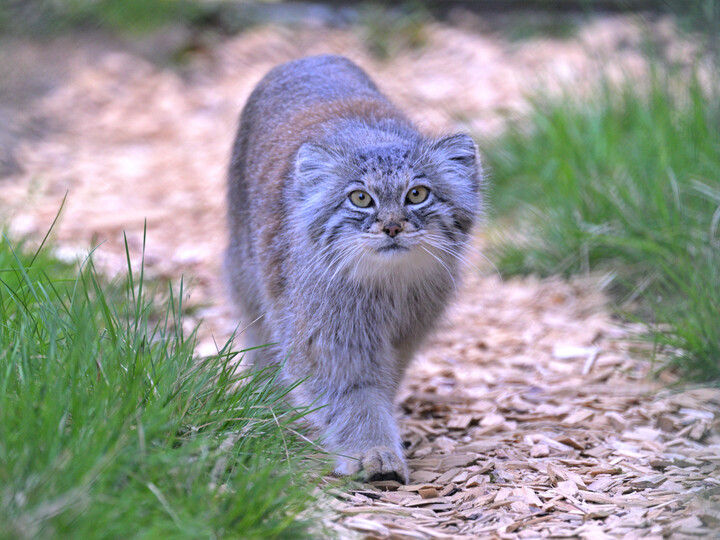 Manul