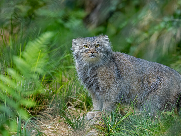 Manul