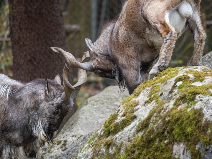 2025-11-09_Markhor_Julien_Huber