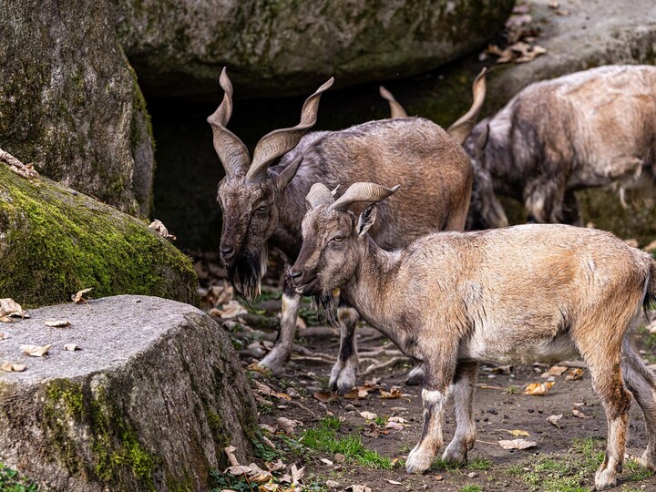 2025-11-14_Markhor_Maria_Fencik