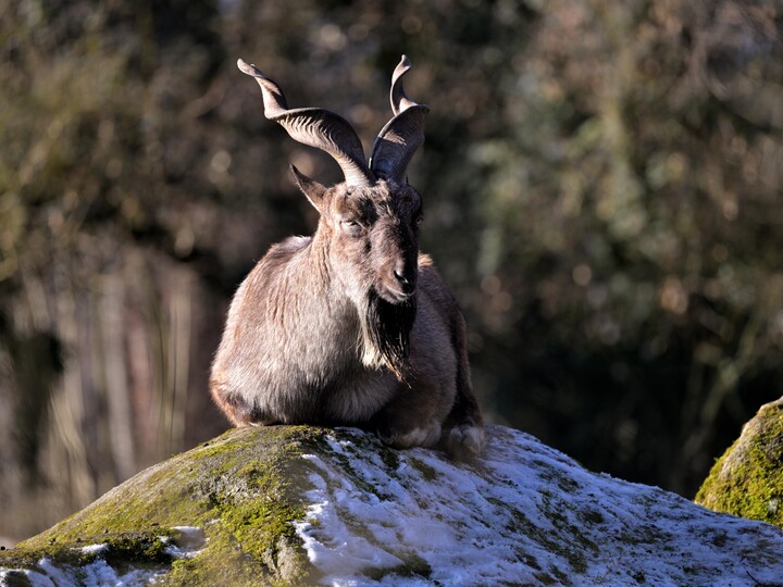2025-12-27_Markhor_Birgit_Mohr(1)