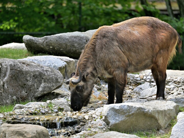 2026-05-30_Mishmi-Takin4_Birgit_Mohr