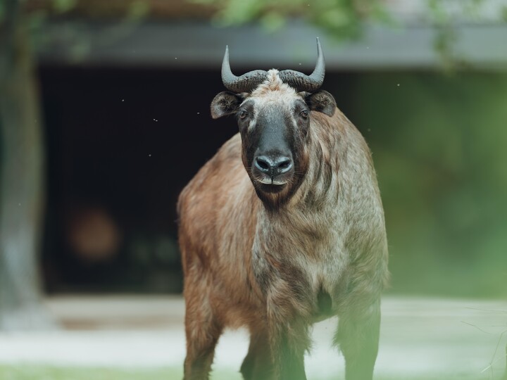 2026-06-02_Mishmi-Takin10_Jan-Saurer
