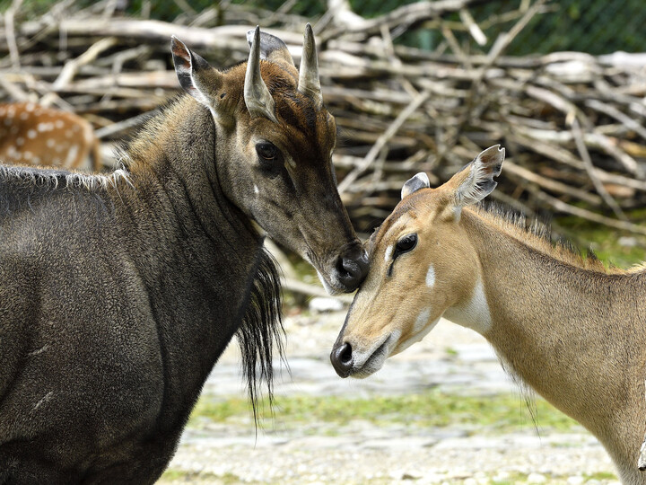 20210831_Nilgauantilope3_GemmaBorrell_Hellabrunn