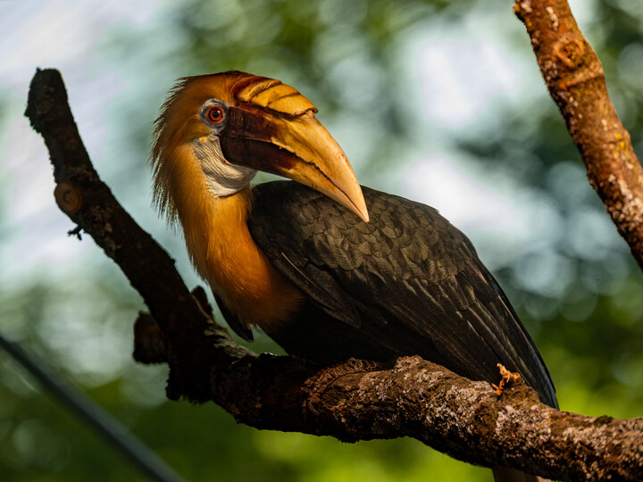2026-06-23_Papuahornvogel2_Felix_Albrecht