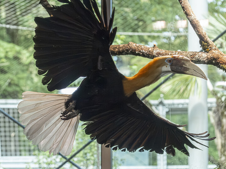 2026-06-30_Papuahornvogel-1_Julien-Huber