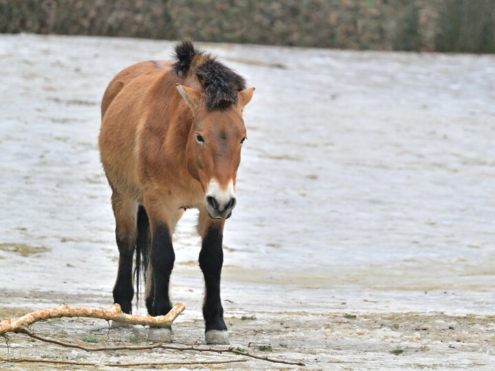 Przewalski Urwildpferd