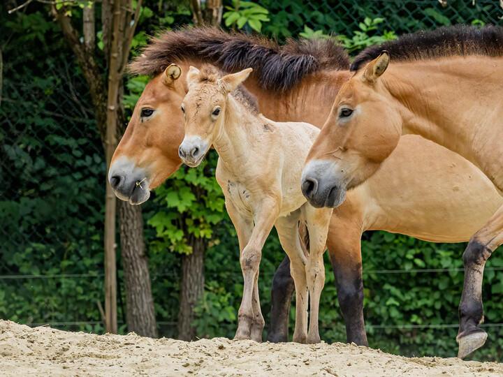 Przewalski Urwildpferd