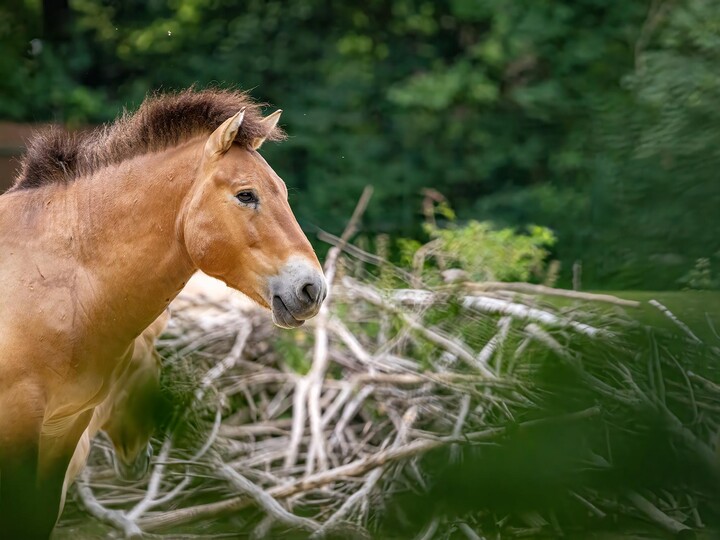 Przewalski Urwildpferd