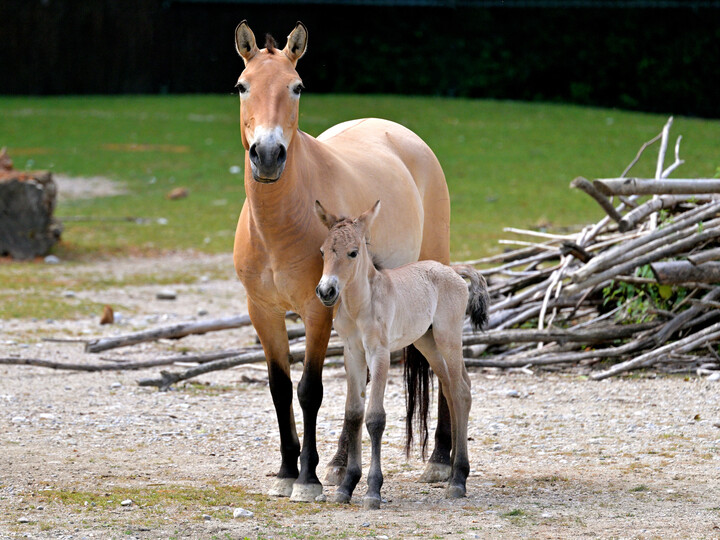 Przewalski Urwildpferd