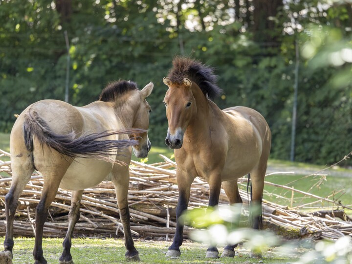 Przewalski Urwildpferd