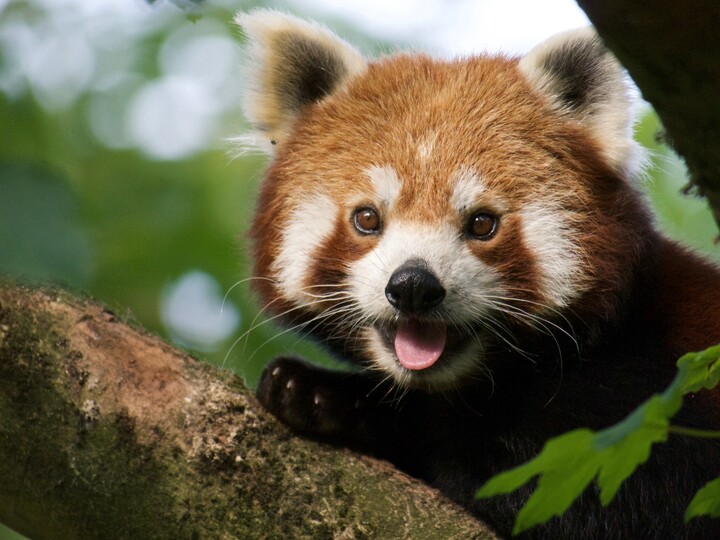 Roter Panda_Miu__Hellabrunn_2017_Francesco Ruiz