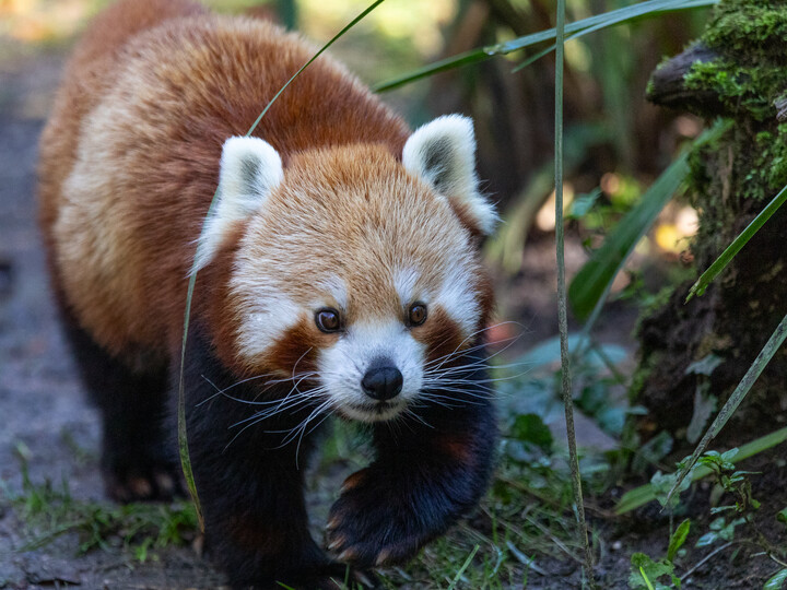 Roter_Panda Justin _Petra_Stöbe-Piwerka