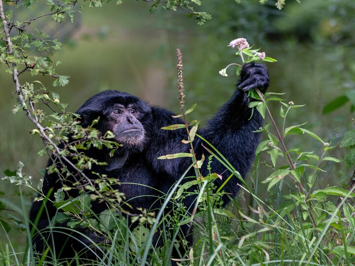 2024-08-10_Siamang_Martin_Russ