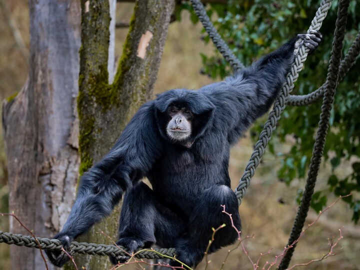 2026-03-09_Siamang_Felix-Albrecht1