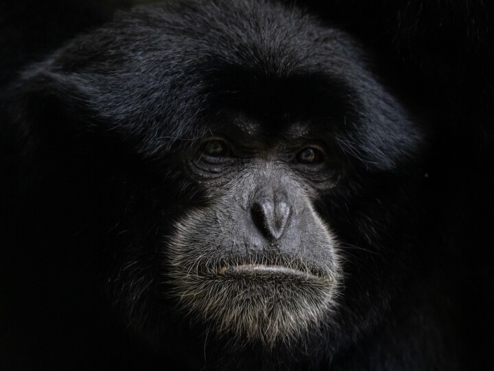 2026-08-01_Siamang-3_Felix-Albrecht