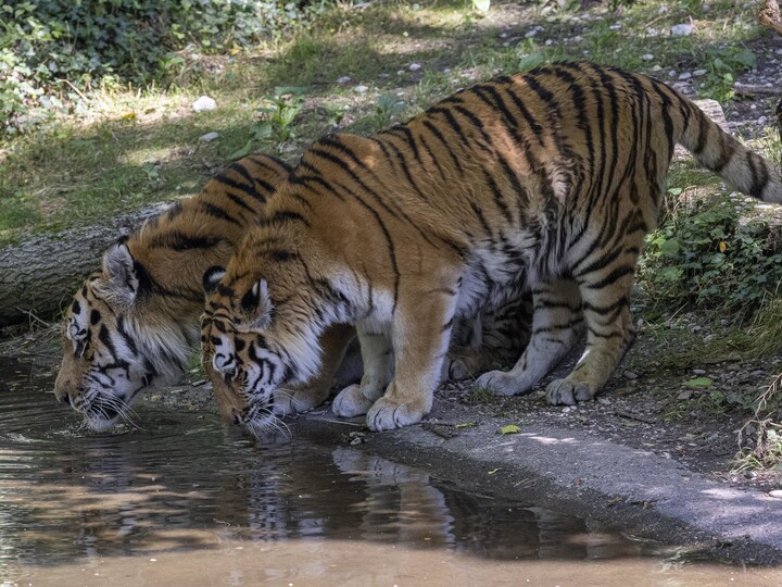 Zwei sibirische Tiger trinken auf der Außenanlage