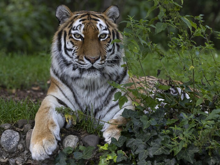 Sibrischer Tiger liegt auf der Außenanlge