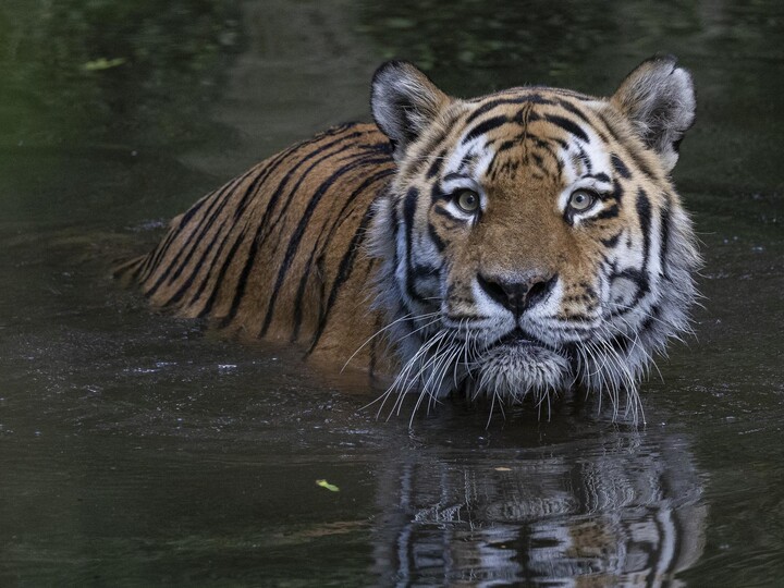 Tiger schwimmt im Wasser der Außenanlage