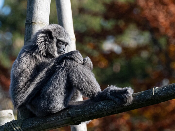 2024-10-21_Silbergibbon_Erwin_Wolff(1)