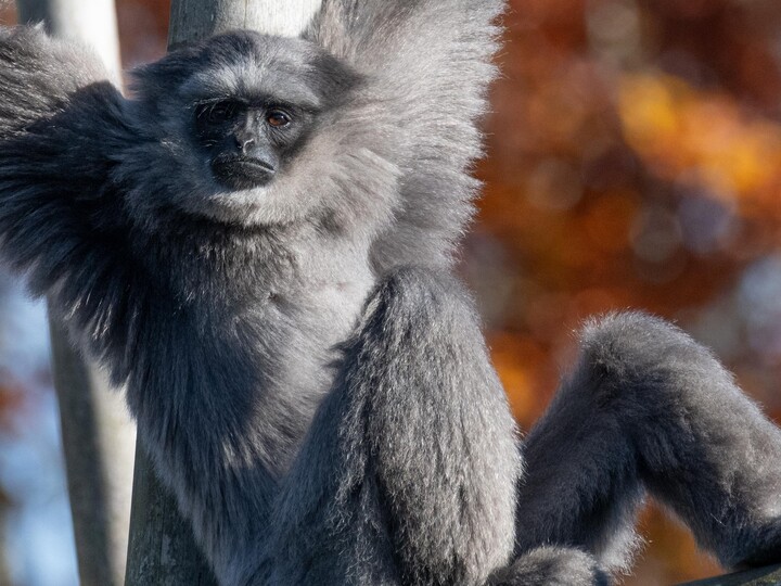 2024-10-21_Silbergibbon_Erwin_Wolff