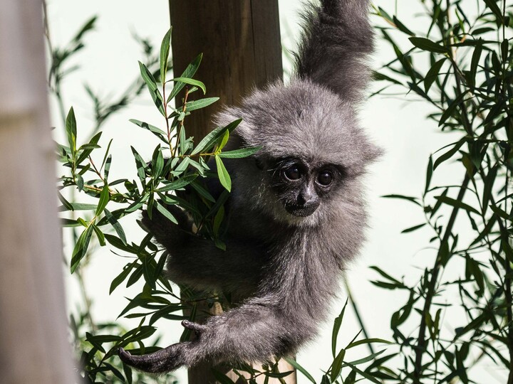 Silbergibbon Jungtier_Hellabrunn_2015_Annette Wagner (1)