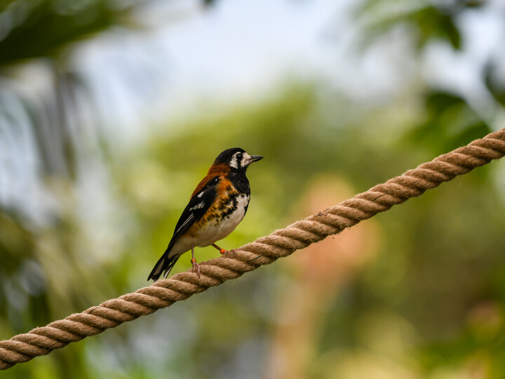 2026-09-19_Sumbawa-Erddrossel-1_Daniela-Hierl