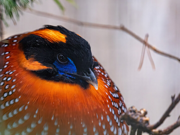 2023-12-14_Temmincktragopane_Maria-Fencik (40)