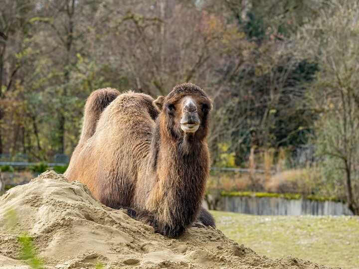 Ein Trampeltier liegt auf einem Sandhaufen