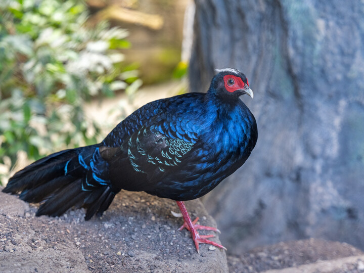 AdobeStock_645805541 Vietnam-Fasan