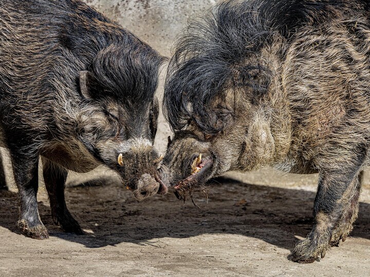 2025-06-18_Visayas-Pustelschwein_Maria_Fencik
