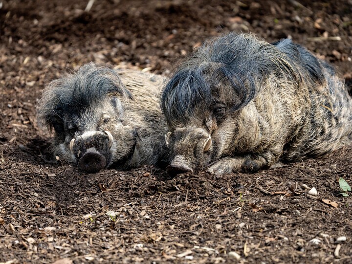 2026-04-19_Visayas-Pustelschwein_Felix-Albrecht