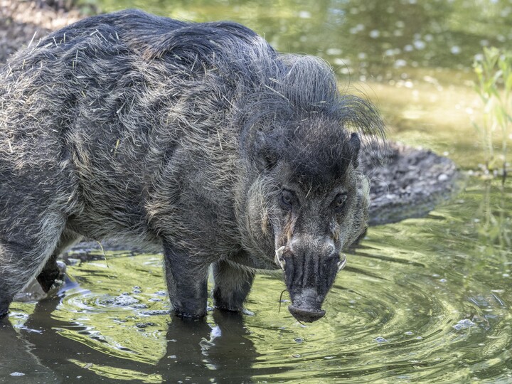 2026-05-23_Visayas-Pustelschwein 5_Julien_Huber