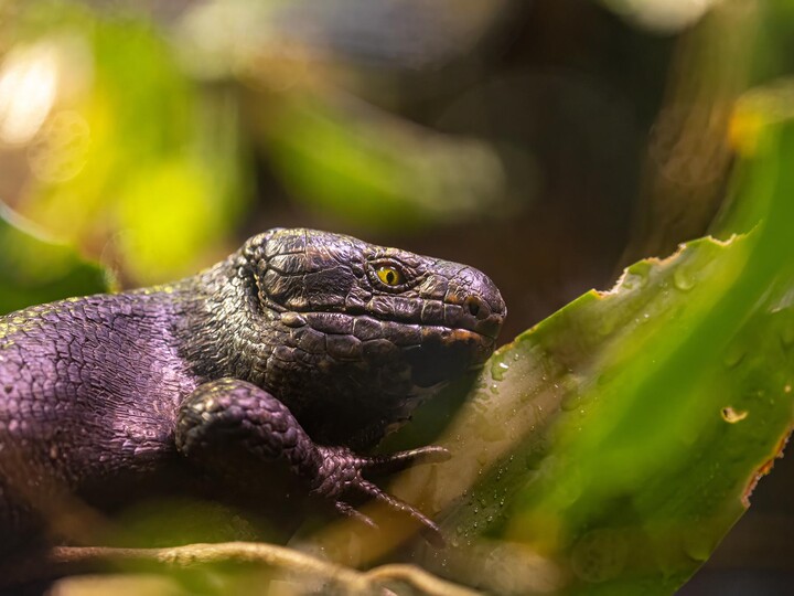 2025-03-21_Wickelschwanzskink_Maria_Fencik