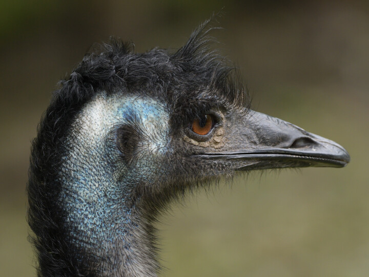 20200706_Emu_GemmaBorrell_Hellabrunn