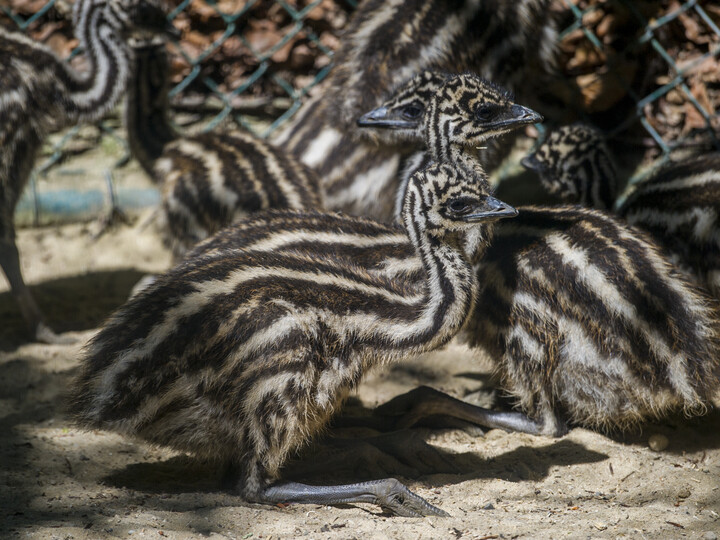 Emu-Küken_Hellabrunn_2014_Marc Müller (1)