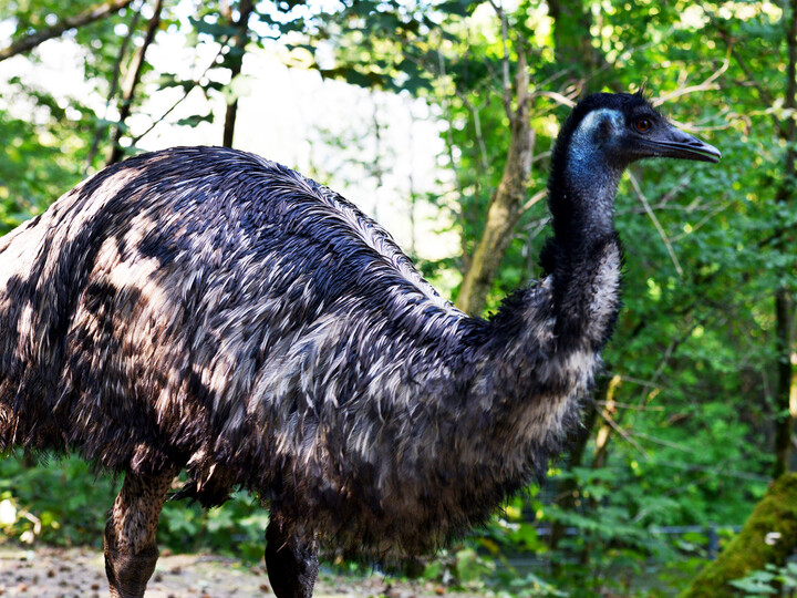 Emu_Luschi_Hellabrunn 2016_Christoph Schwarz (2) (2)
